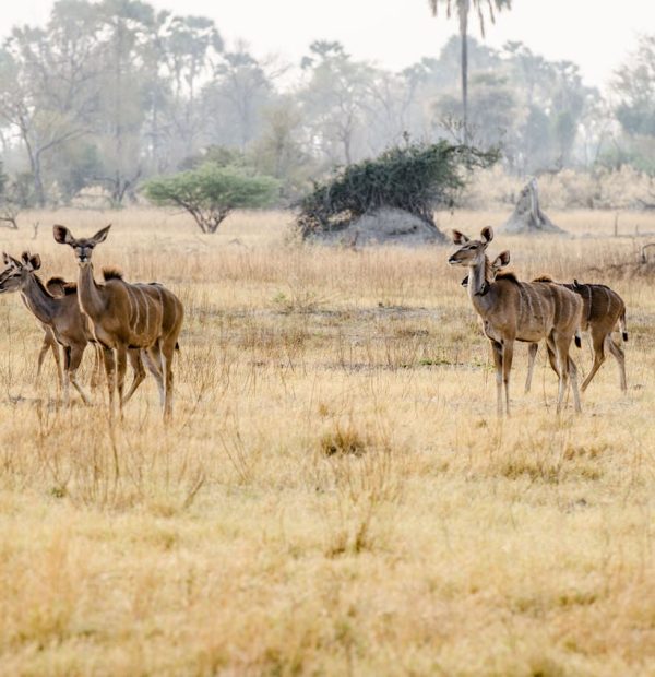 3 Days Maasai Mara Group Joining Safari