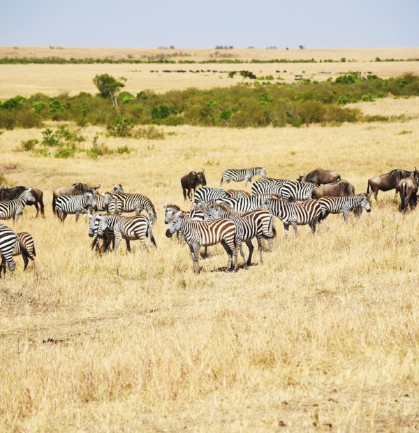 9  Days of Maasai Mara Honeymoon Safari and Diani Beach