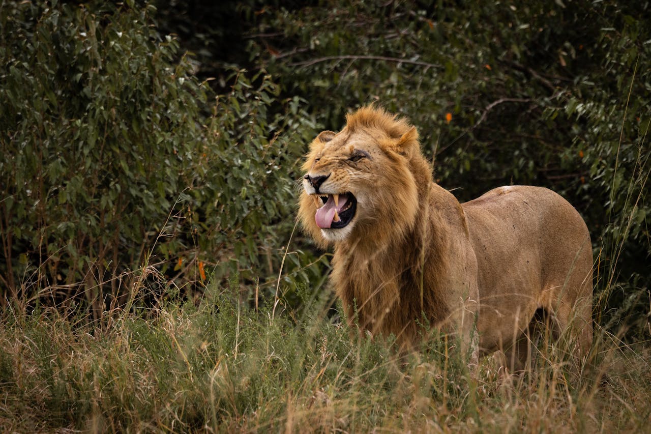 12 Days Kenya Wildlfe Safari & Mt Kilimanjaro Trek