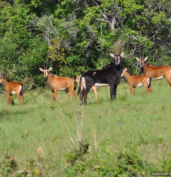 Shimba Hills National Reserve 1 Day safari