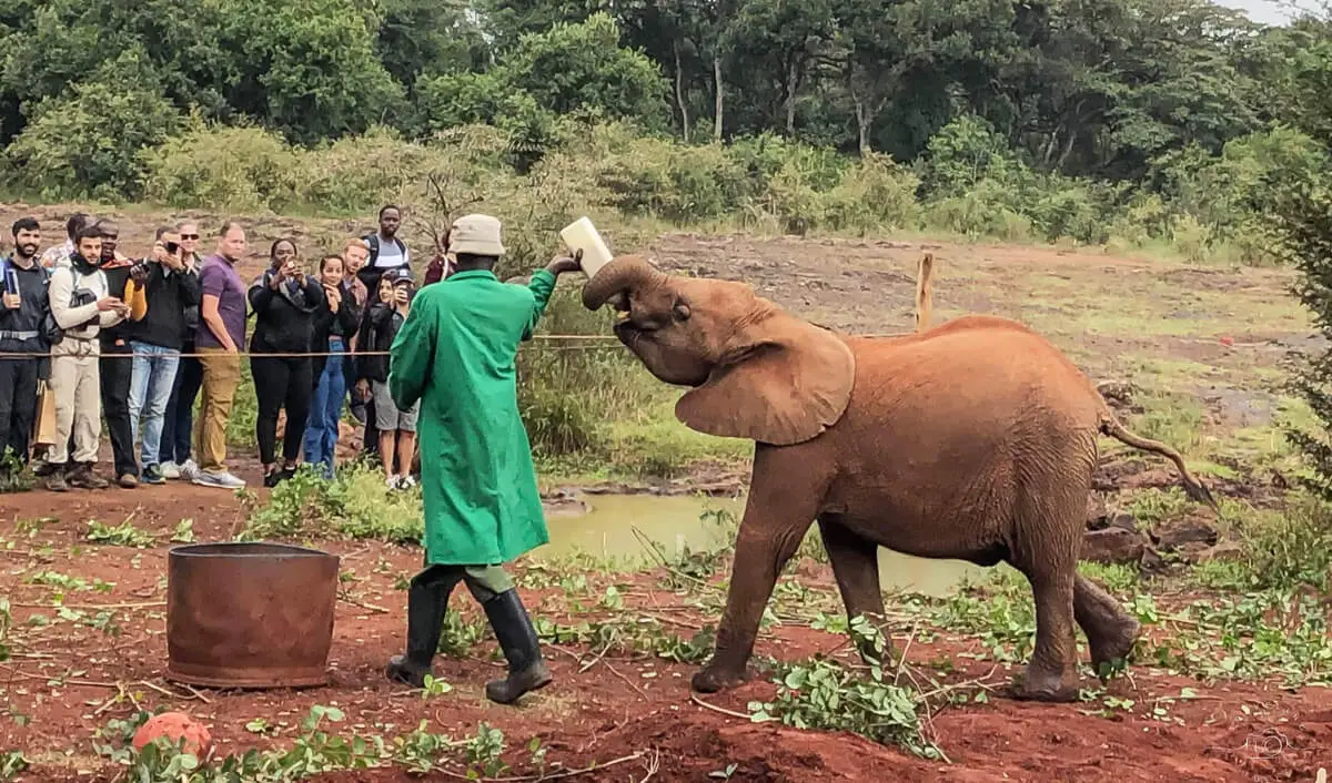 3hrs Sheldrick Orphanage Baby Elephants Excursion