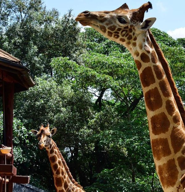 Karen Blixen Museum and Giraffe Center Half Day Excursion