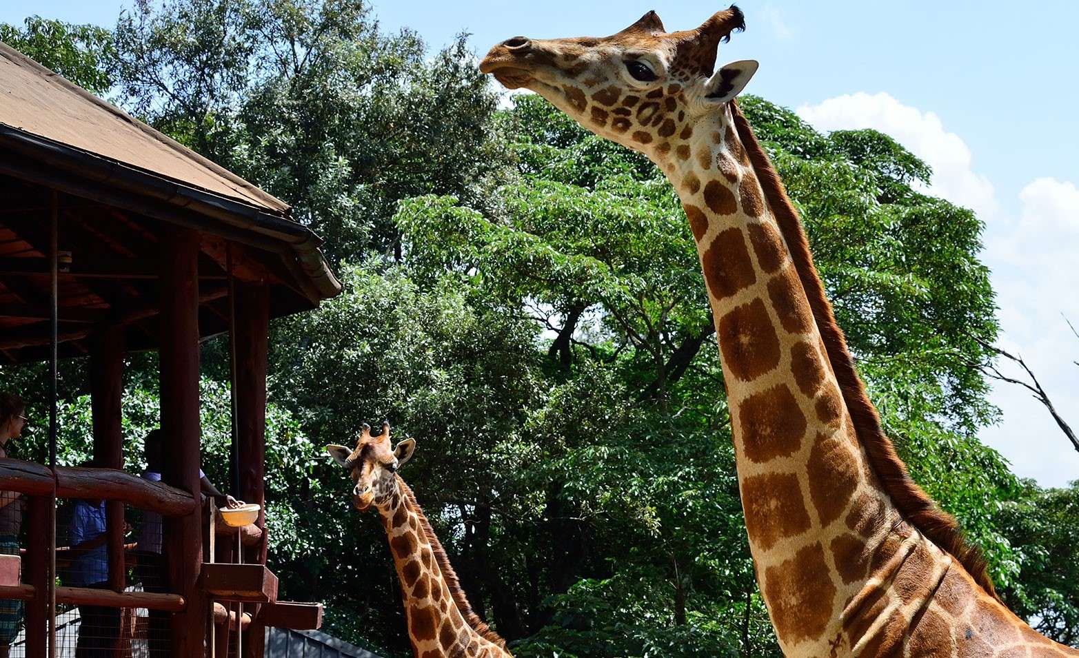 Karen Blixen Museum and Giraffe Center Half Day Excursion