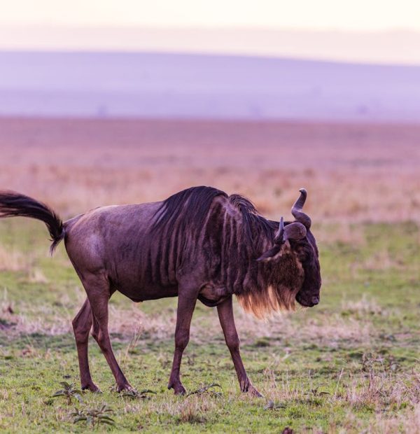 3 Days / 2 Nights Amboseli Tortilis Camp Flying Package