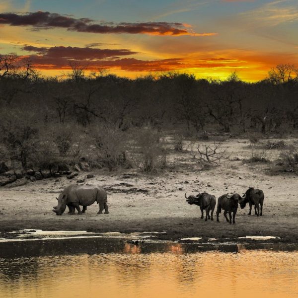 Untamed Africa Safari | Explore the Magic of Africa