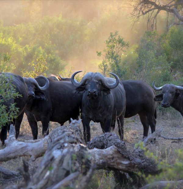 2 DAYS AMBOSELI NATIONAL PARK SAFARI