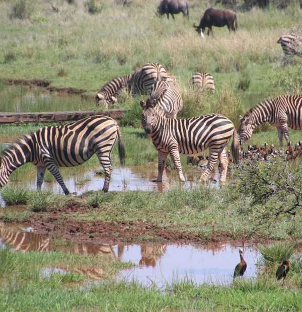 3 Days / 2 Nights Amboseli wildlife safari tour