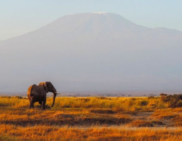 3 Days of Tsavo East, Saltlick & Amboseli Safari