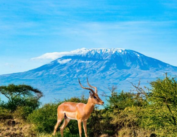 3 Days of Amboseli Safari from Mombasa by train