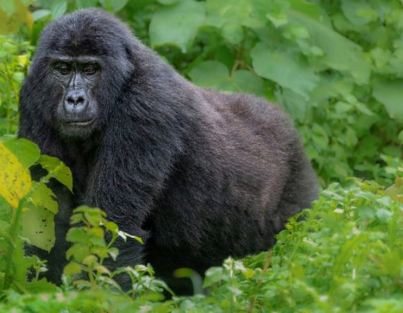 4 Days of Entebbe + Gorilla Trekking in Bwindi, by flight