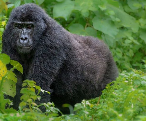 4 Days of Entebbe + Gorilla Trekking in Bwindi, by flight