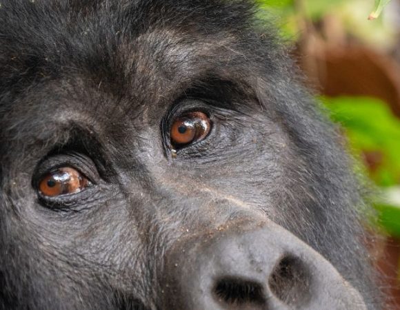 4 Days of Bwindi Gorilla Trek from Kigali