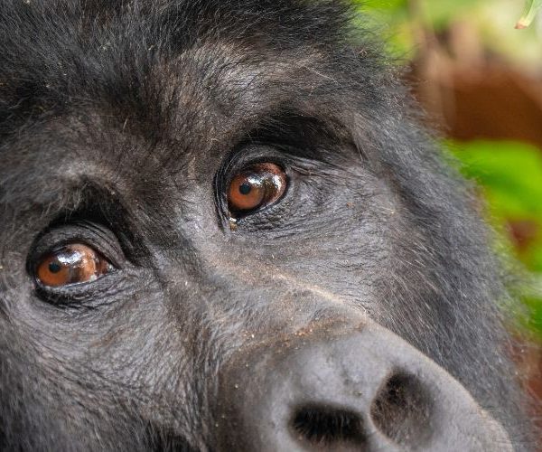 4 Days of Bwindi Gorilla Trek from Kigali