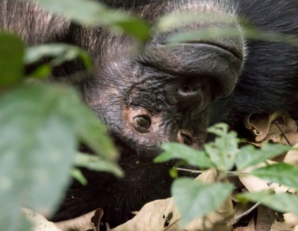 3 Days of Kibale; Chimpanzee Tracking