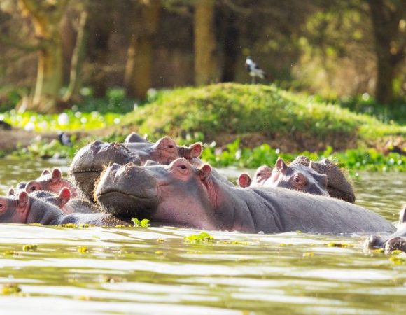 3 Days of Lake Nakuru & Lake Naivasha