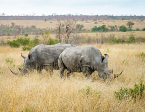 2 Days of Lake Nakuru Safari