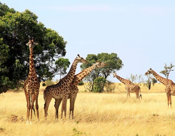 4 Days Maasai Mara Fly-In Safari from Diani or Mombasa