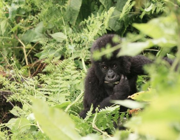 4 Days of Kigali & Rwanda Gorilla Trek