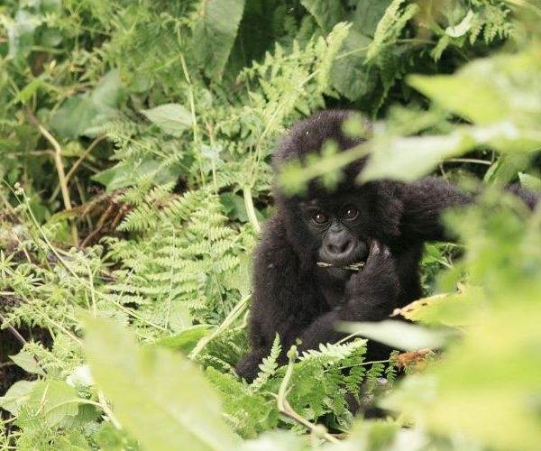 4 Days of Kigali & Rwanda Gorilla Trek