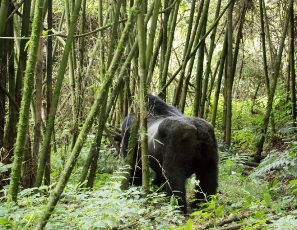 4 Days of Gorilla & Monkey Trekking Safari in Rwanda