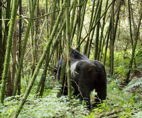 4 Days of Gorilla & Monkey Trekking Safari in Rwanda