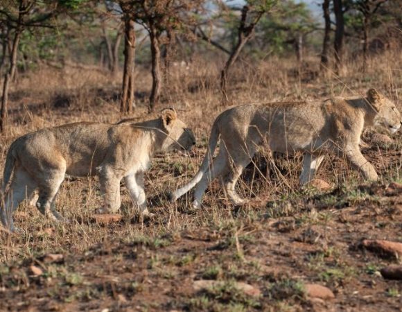 9 Days of Serengeti & Maasai Mara by Flight