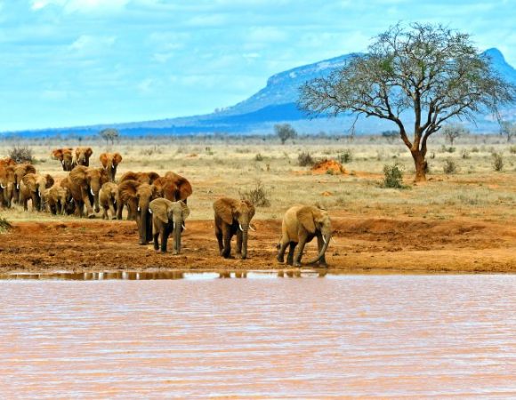 2 Days of Tsavo East & Taita Saltlick