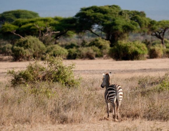 3 Days of Tsavo East from Diani, Malindi or Mombasa