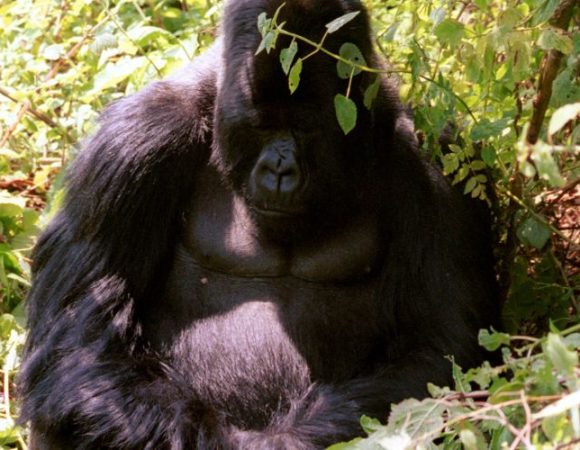 11 Days of Rwanda Gorilla Trek, Serengeti & Maasai Mara