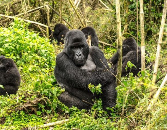 10 Days of Rwanda Gorilla Trek, Amboseli & Maasai Mara