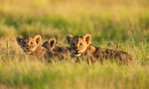 10-days-kenya-tanzania-amazing-wildlife-safari