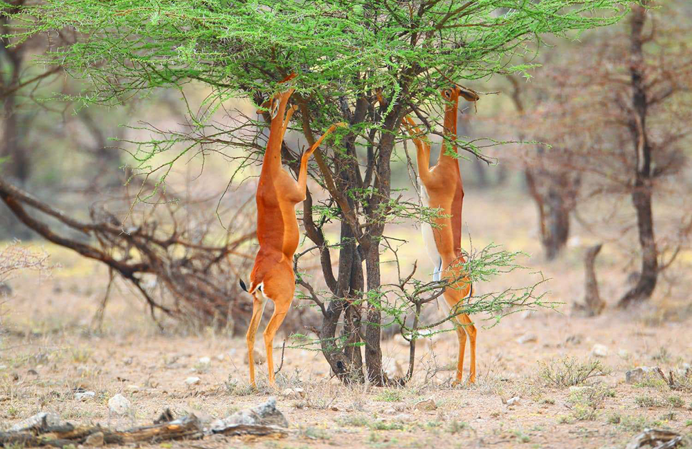 3-days-samburu-national-reserve-safari