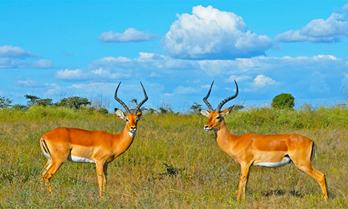 3-days-samburu-national-reserve-safari