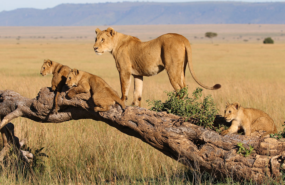 4-days-lake-naivasha-masai-mara-safari