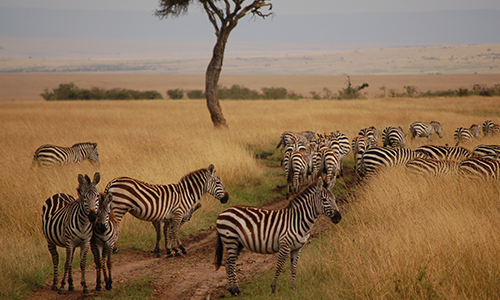 4-days-lake-naivasha-masai-mara-safari