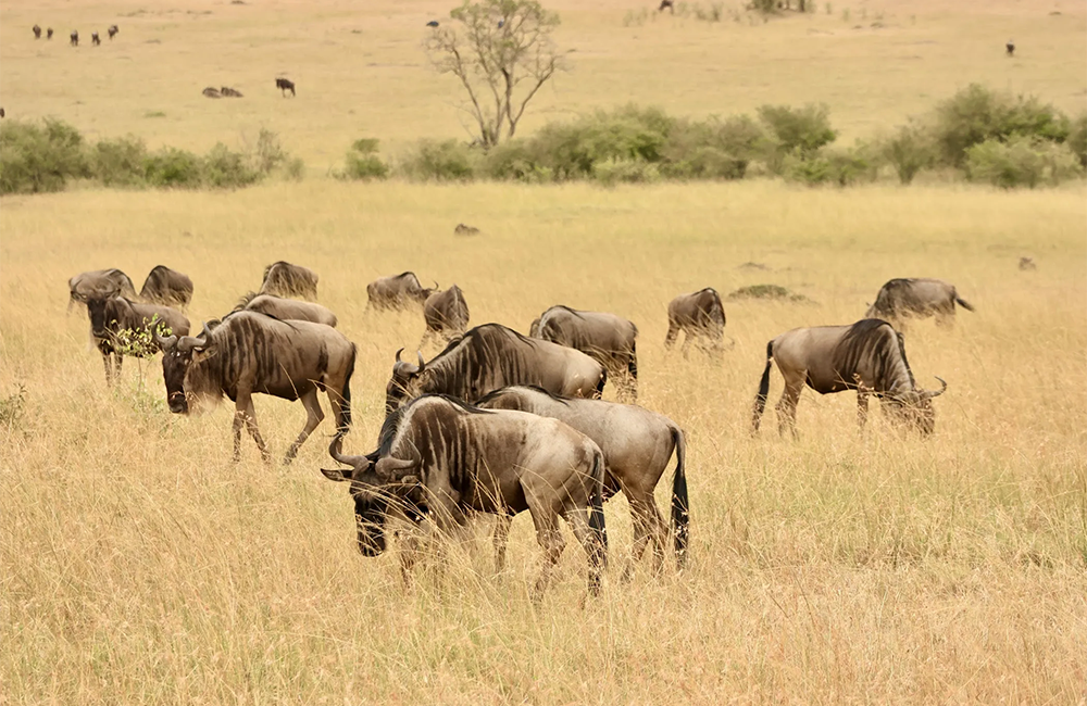 4-days-masai-mara-migration-safari