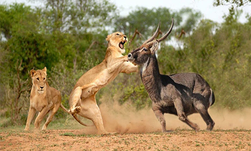 4-days-masai-mara-migration-safari