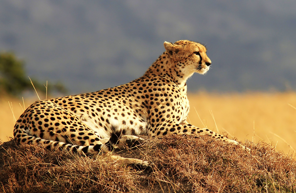 5-days-best-of-lake-nakuru-lake-bogoria-lake-naivasha-masai-mara-safari