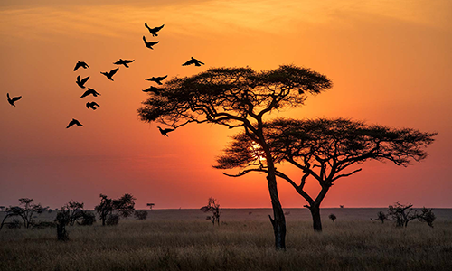 5-days-lake-manyara-ngorongoro-crater-serengeti-safari