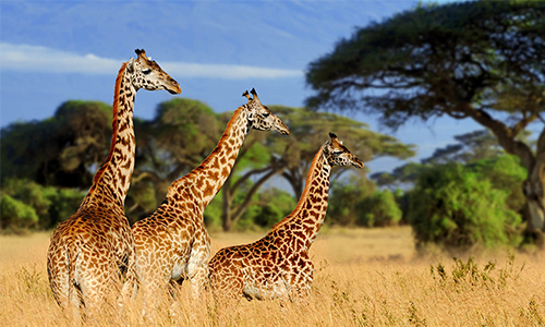 5-days-lake-manyara-ngorongoro-crater-tarangire-safari