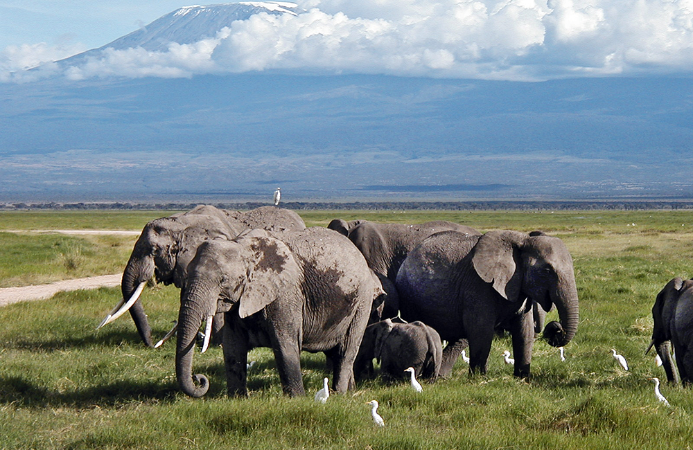 6-days-amboseli-aberdares-lake-nakuru-masai-mara-luxury-safari