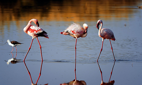 6-days-best-of-tanzania-adventure-safari