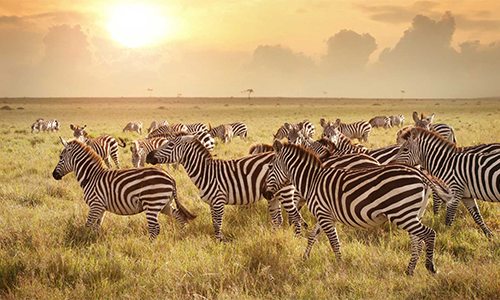 7-days-lake-nakuru-masai-mara-serengeti-ngorongoro-crater-safari