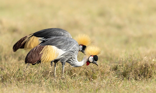 8-days-masai-mara-lake-nakuru-serengeti-ngorongoro-crater-safari