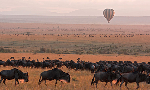 9-days-masai-mara-lake-nakuru-amboseli-serengeti-ngorongoro-crater-safari