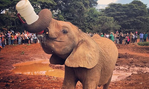 daphne-sheldrick-elephant-orphanage-day-trip