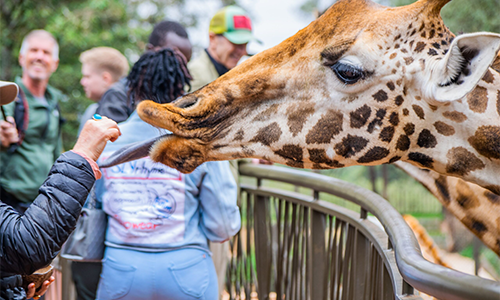 Giraffe Centre Day Tour