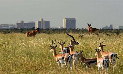 nairobi-national-park-day-trip
