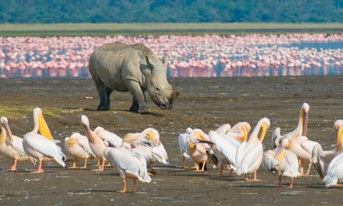 https://untamedafrica-safaris.co.ke/1-day-lake-nakuru-national-park-day-trip/