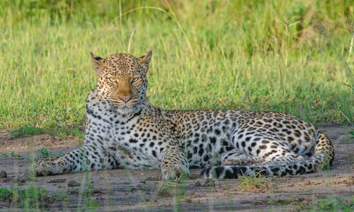 10-days-kenya-tanzania-amazing-wildlife-safari